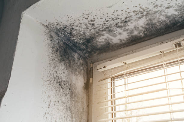 Affordable Attic Mold Remediation solutions in Colonia, NJ