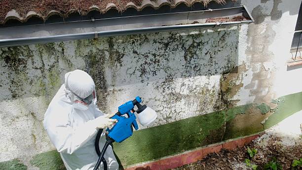 Top rated local Attic Mold Remediation specialists in Colonia, NJ